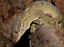 Rhacodactylus tr. trachycephalus